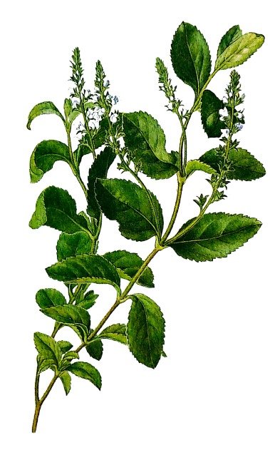 Véronique officinale